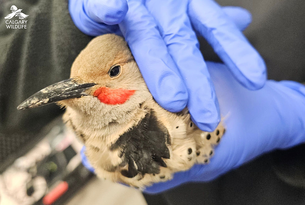A Northern Flicker sits as a patient for Calgary Wildlife