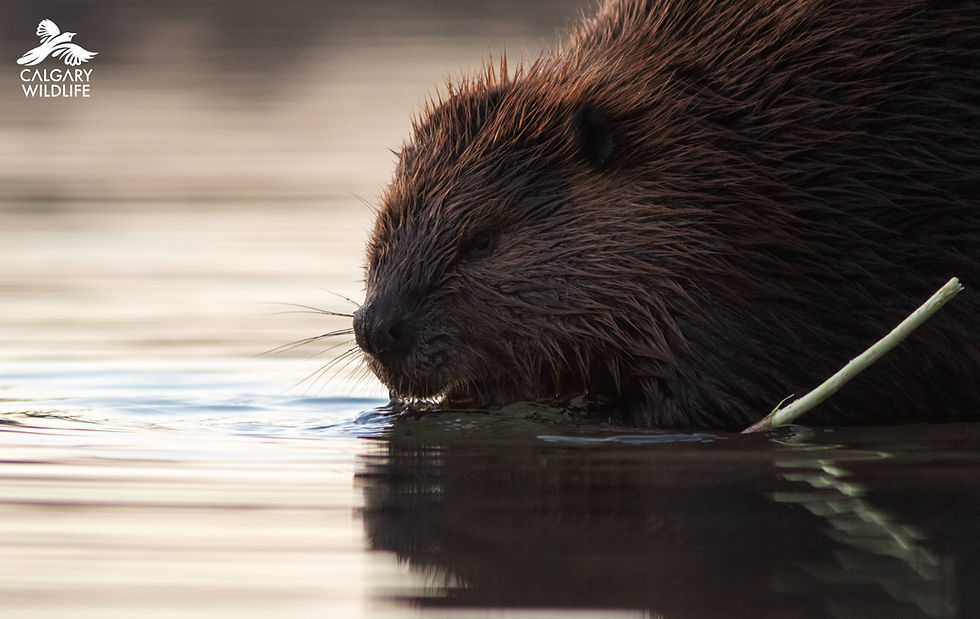 A beaver drinks from a body of water