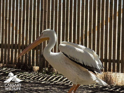 Patient Update: American White Pelican