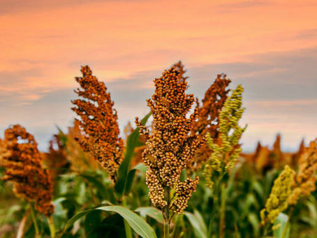 Will the Gulf Fertilizer Crunch Push Malawi Back to Its Traditional Roots?