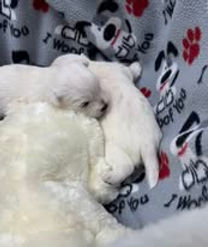 Sophie's White West Highland Terrier, westie puppies