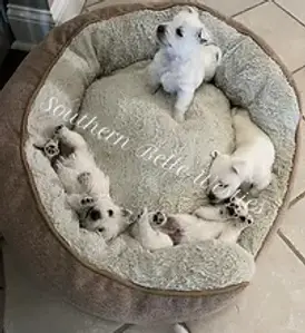 Pipers White West Highland Terrier, westie puppies