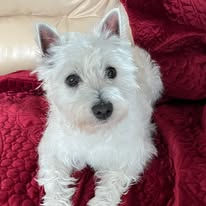 Piper our west highland white terrier on the couch