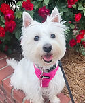 lily a westie
