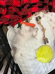 Toby, sophies puppy and her new home