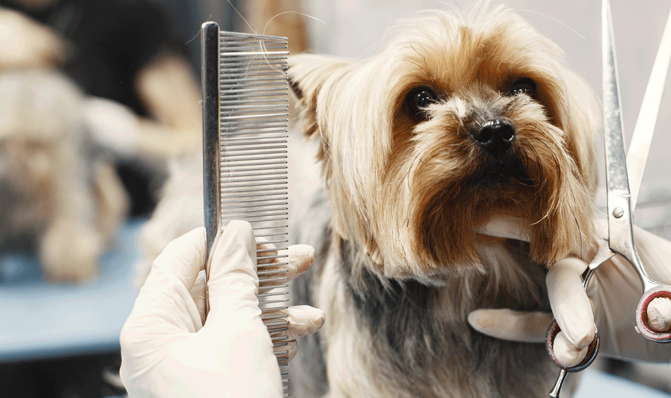 Dog Grooming image