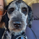 Mabel Labradoodle.jpg
