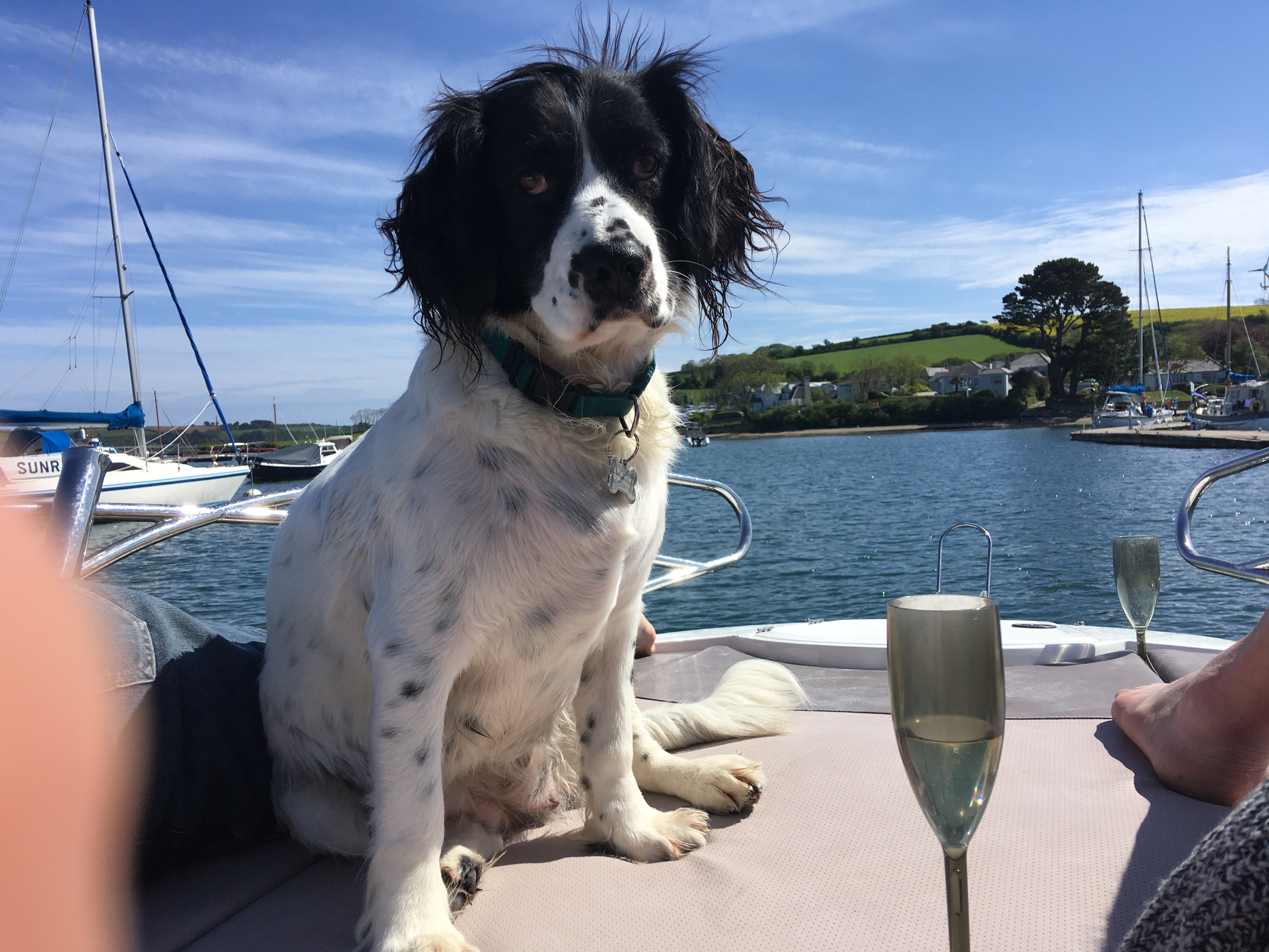 Dog enjoying a trip aboard Carmen Rose