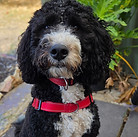 Maisie Black and White Bernedoodle_edited.jpg