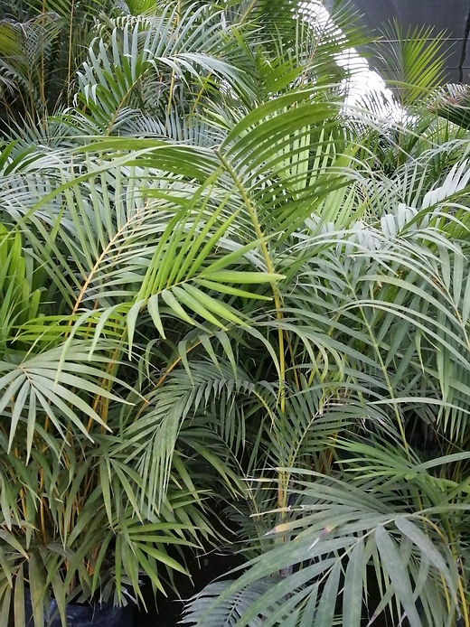 palmeras hawaianas y flores