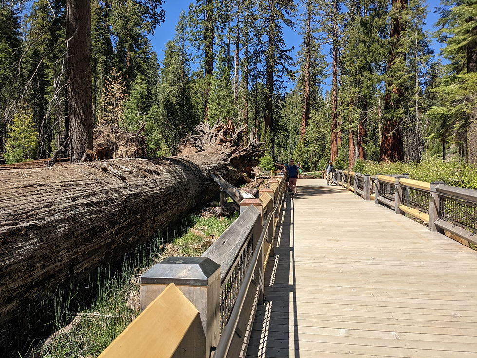 Mariposa Grove Boardwalk