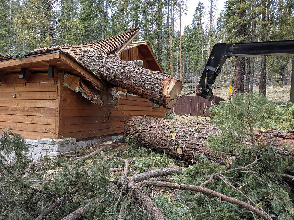 Mariposa Grove - Treeline Construction, Inc