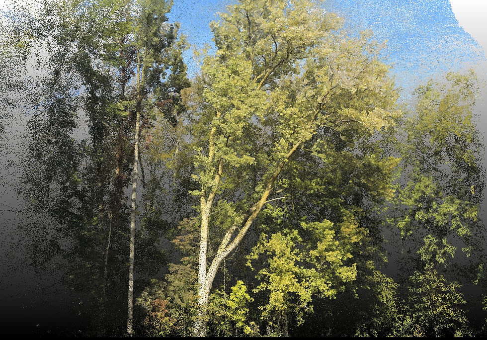 Cottonwood.jpg