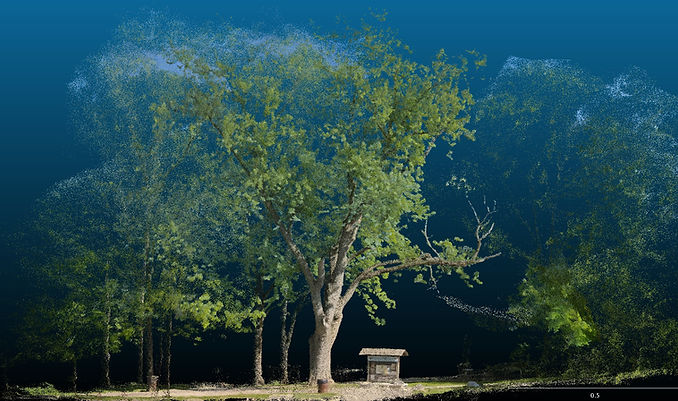 Silver Maple.jpg
