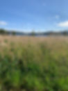 IMG-9945.jpg