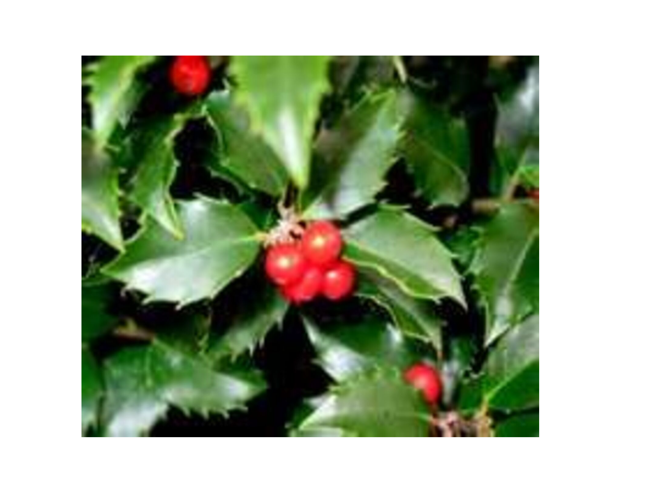 Royal Couple/Duet (Male/Female) Holly