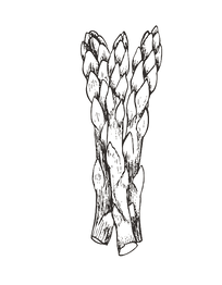 asperges.png