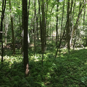 Hughes 184-Wilkes County-08.jpg