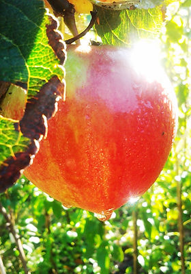 Apple growing on the farm