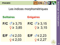 2_Les_phases_du_Criquet_pèlerin_-_Locust_and_grasshopper_94