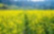 beautiful-blooming-mustard-farmland-kathmandu-nepal.jpg