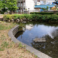 根川緑道
