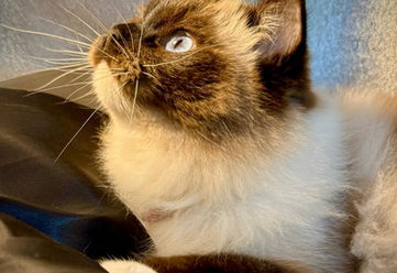 Chocolate point Ragdoll cat portrait