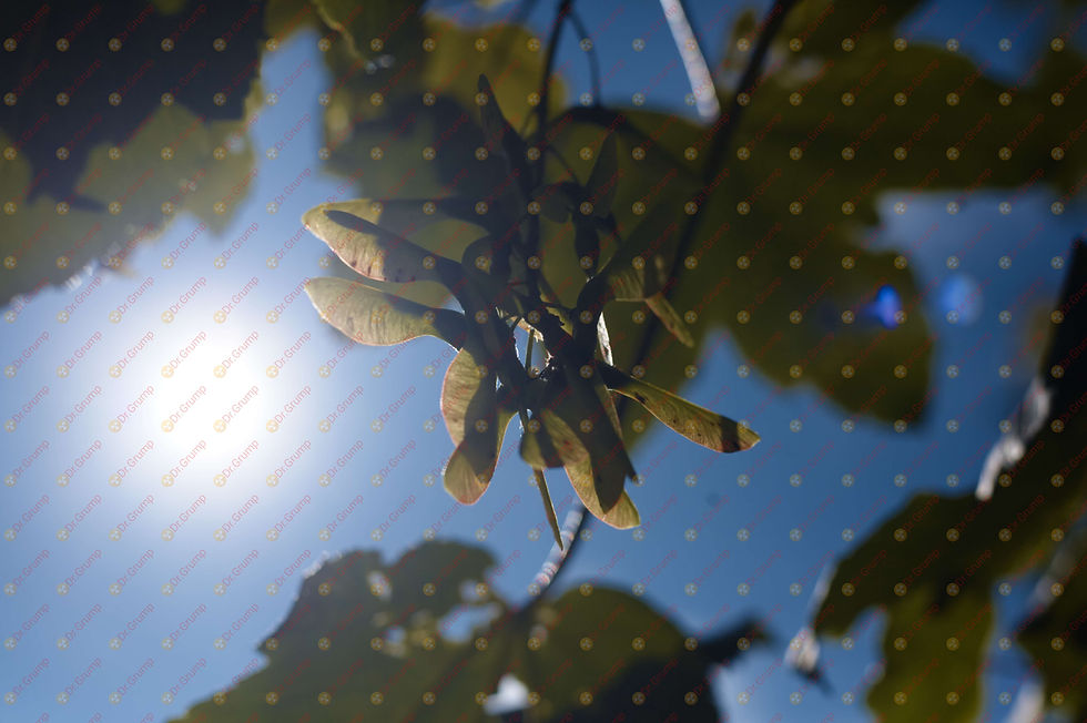 Close Up Shot Of A Tree At Gallants Bower