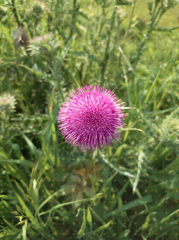 Flower At Little Dartmouth