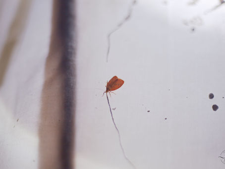 A Moth Caught In A Trap