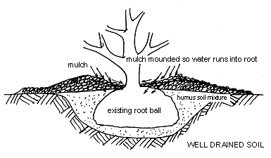 planting.gif