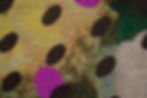 Flower_D-b_（Daisy)Detail1