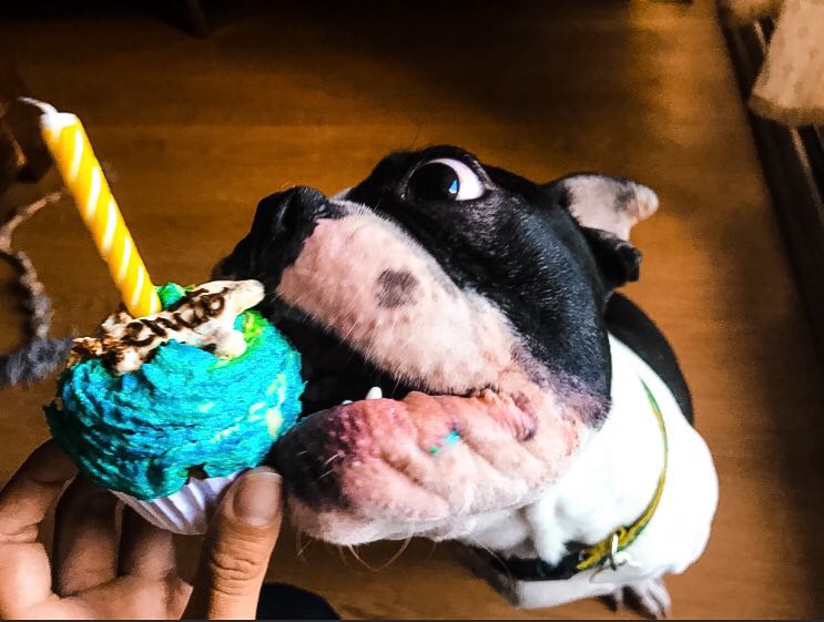 Pupcake