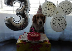 Perro