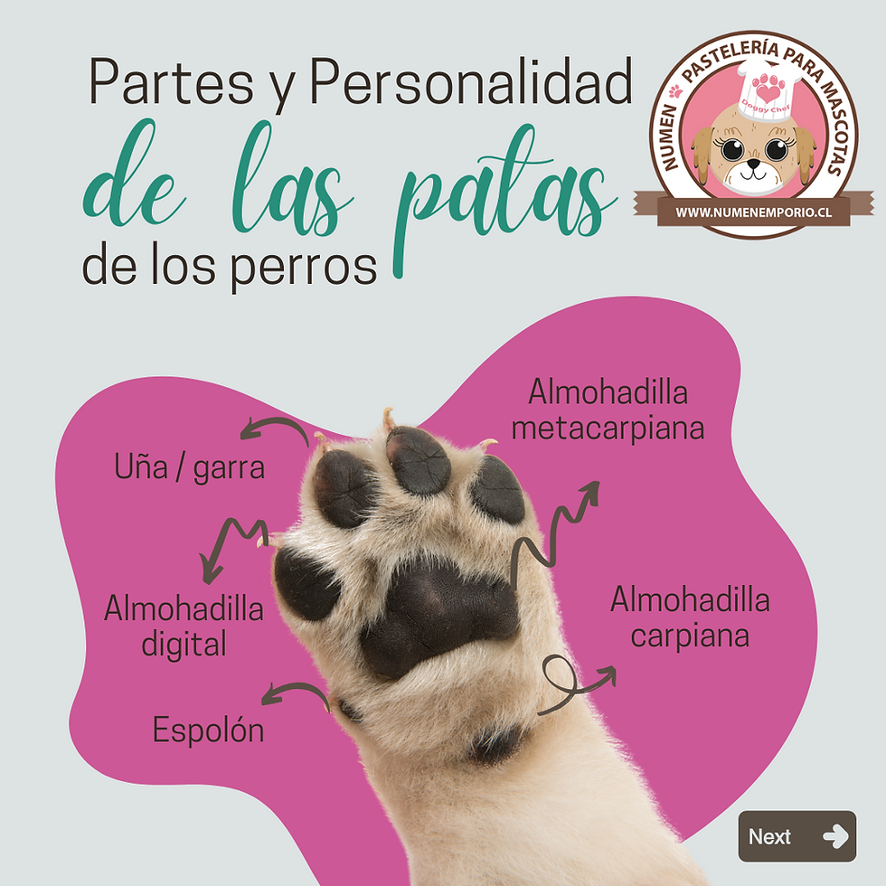🌟 ¿Qué es la pawmistry?