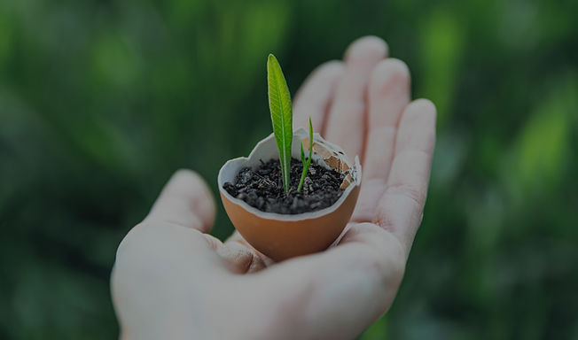 Germinated Plant_edited_edited_edited.jpg