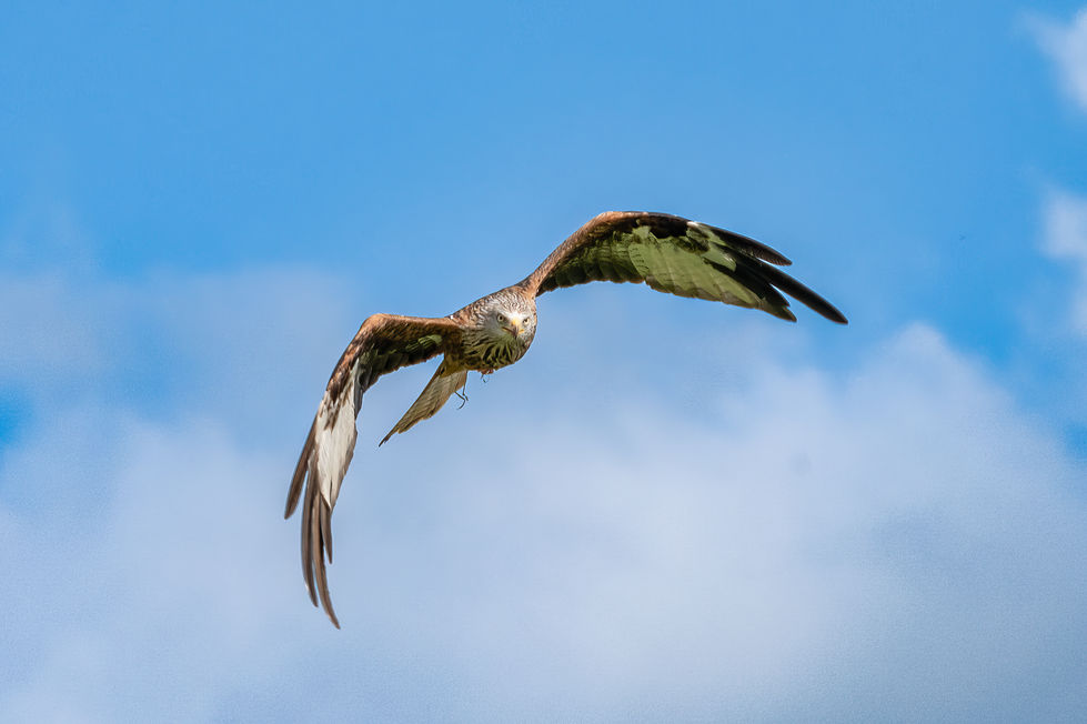 a bird is flying in the sky with its wings spread