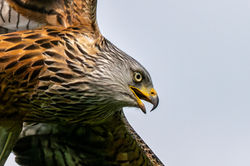 Red Kite