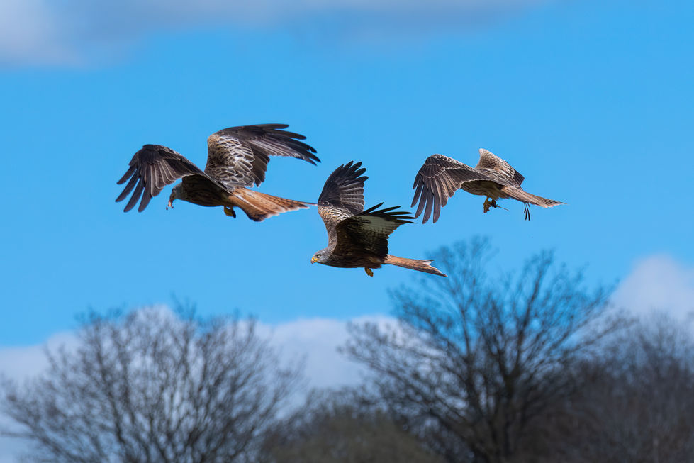 three birds flying in a blue sky with trees in the background
