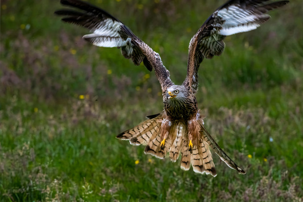 a bird is flying through the air with its wings spread