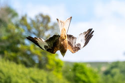 Diving Red Kite