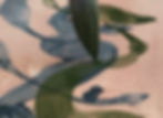 IMG_0402 CROP.jpeg