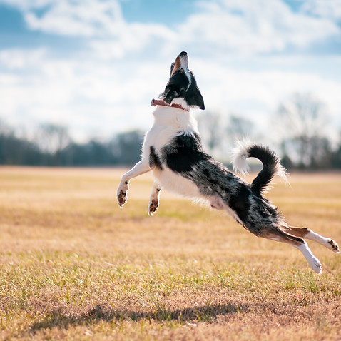 Ein glücklicher, fitter und schlanker Hund hüpft in die Luft - durch gesundes Abnehmen können Hunde wieder ein glückliches Leben führen Dank der Hundeernährungsberatung für Hunde mit übergewicht bei canivictus