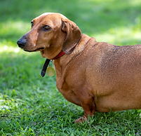 Ein übergewichtiger Hund steht auf einer Wiese - mit einer Ernährungsberatung bei canivictus für übergewichtige Hunde kann er gesund abnehmen