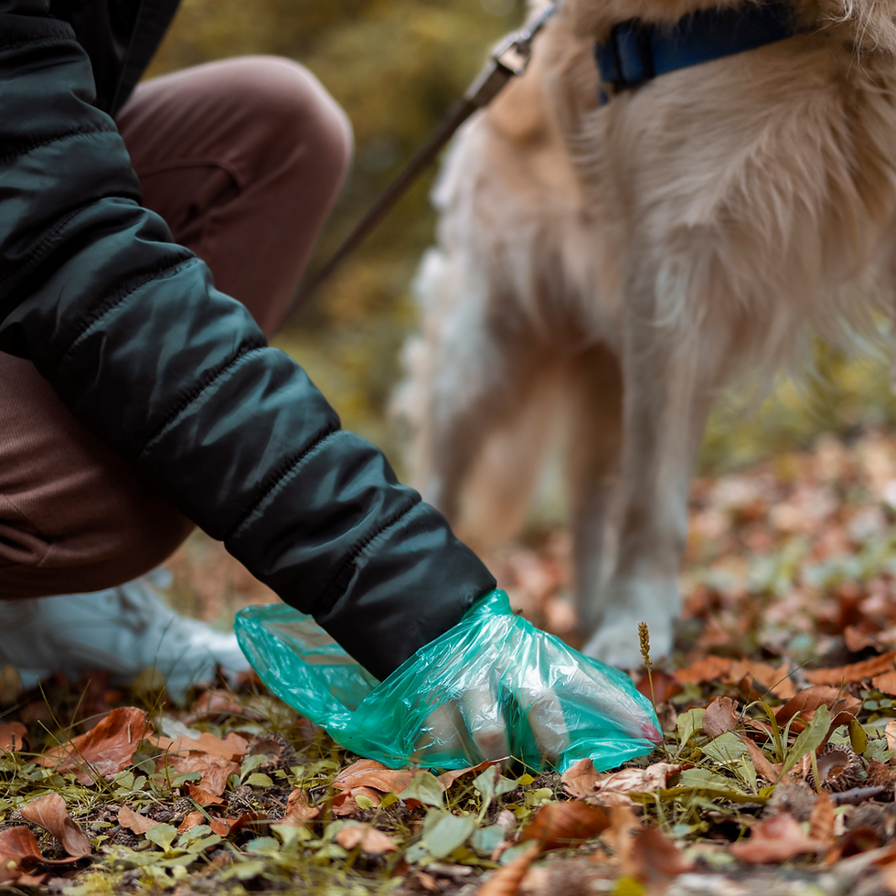 Hundebesitzerin hebt Hundehaufen auf | Schleimiger Kot beim Hund 