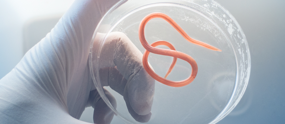 eine Kotuntersuchung hilft, Parasiten frühzeitig zu entdecken und die Gesundheit deines Hundes zu schützen