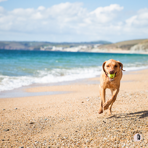 Ein glücklicher gesunder Hund rennt am Strand dank einer passenden Fütterung durch canivictus Hundeernährungsberatung