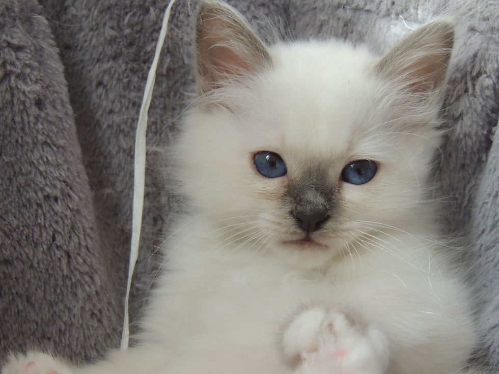 Chatons 2024 Femelles