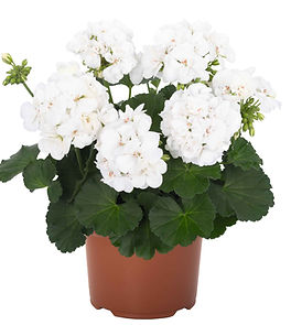 20396_Big EEZE White_5.jpg