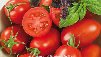 solanum_lycopersicum_tomate_naginaF1_02.jpg